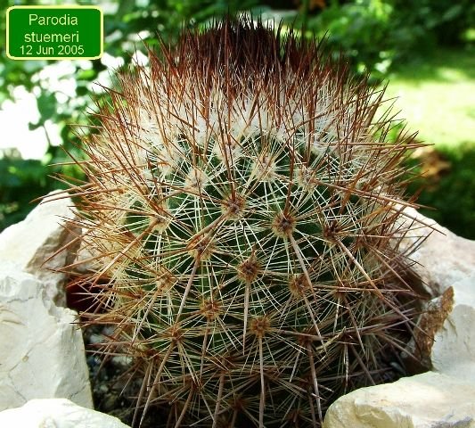Parodia _stuemeri_ 01